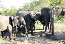 Afrikanischer Elefant (48 von 131).jpg